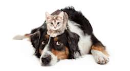 A cat is sitting on the head of a dog.