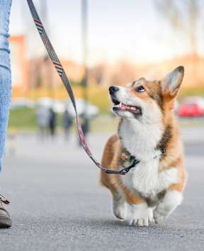 A Person Walking a Corgi Dog at Joseph's Pointe at Upper Landing Apartments, St. Paul, MN