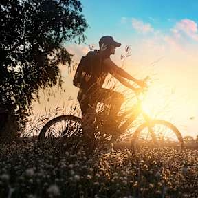 A person riding a bicycle in a field of flowers at sunset.