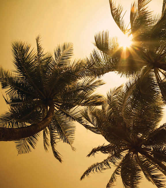 a palm tree in the sun