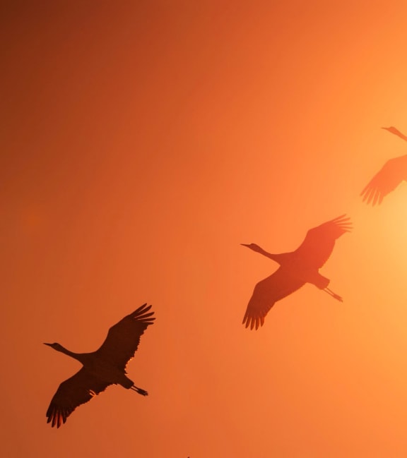 three birds flying in the sky at sunset at Sandhill Parkway Townhomes Apartments, East Bethel, Minnesota