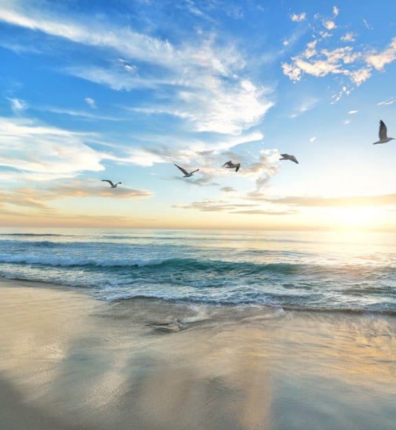 a flock of birds flying over the beach at sunset