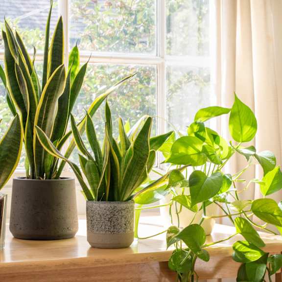 Three potted plants on a windowsill with a view of a garden outside.