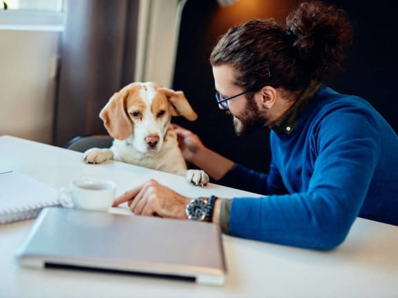 a man sitting at a desk with a dog and a laptop