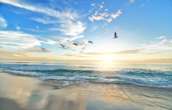 a flock of birds flying over the beach at sunset