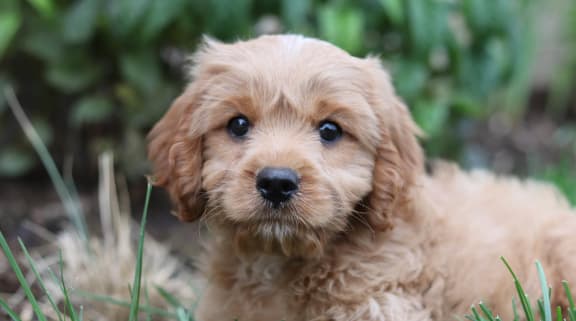 brown puppy on green