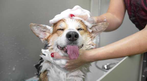 A dog is getting a bath and is smiling.