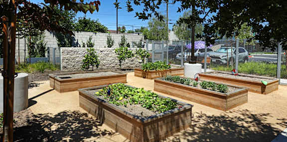 A garden with raised beds and vegetables.
