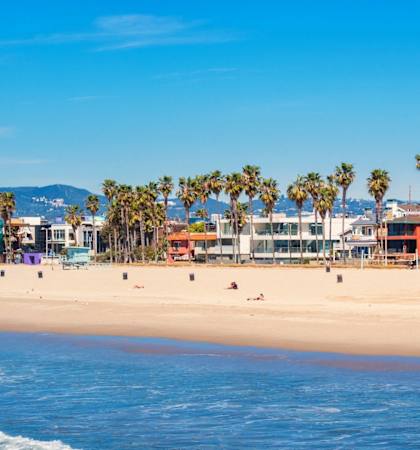 the beach with palm trees