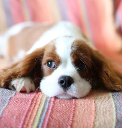 close up of a cute puppy