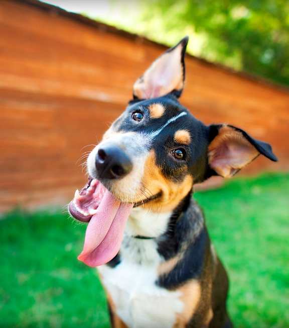 dogs are welcome at Avonlea in Lakeville, MN