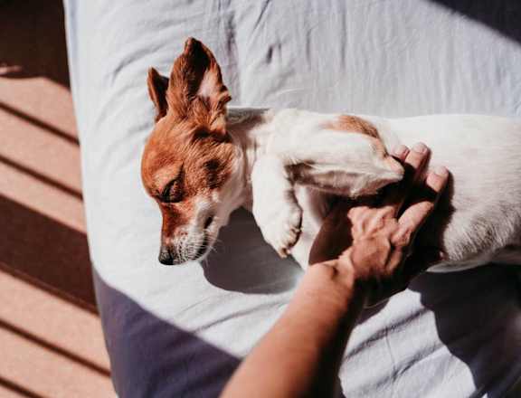 a small brown and white dog sleeping on a person