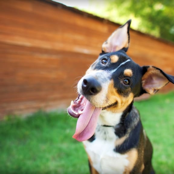 dogs are welcome at the liberty apartments and town-homes in golden valley mn