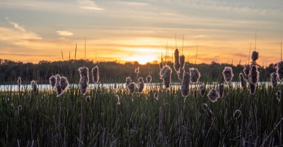 a sunset over a lake with dandelions in the foreground at The Stax of Long Lake, Long Lake, MN at The Stax of Long Lake, Long Lake, MN
