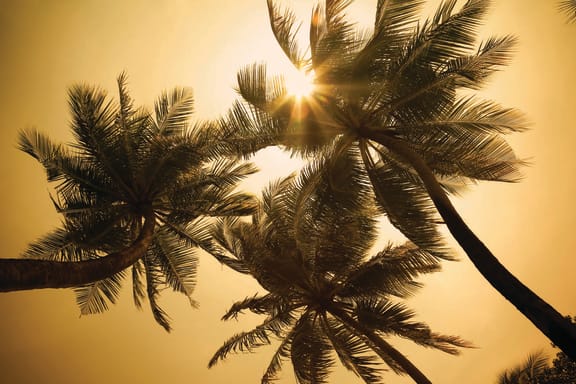 looking up at the palm trees at sunset