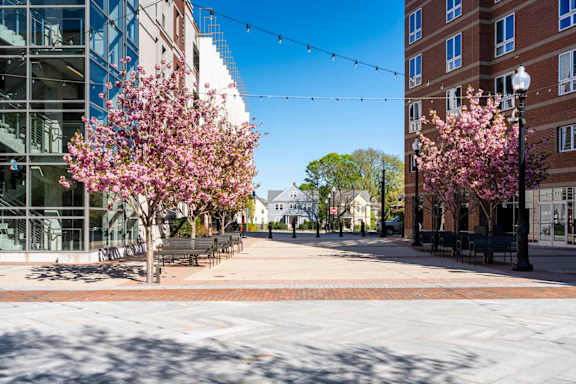 A tree with pink blossoms is in the foreground of a city street.