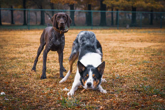 2 Onsite Dog Parks with Agility Equipment 
