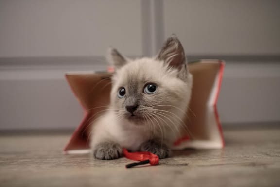 Cat in Bag on the Ground at Saw Mill Village Apartments in Columbus 43235