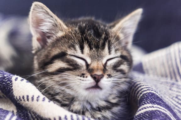 Sleeping Kitty at Sterling Park Apartments in Grove City Ohio
