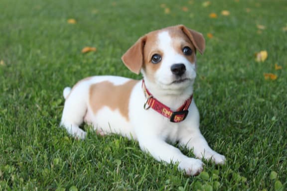 Cute Puppy at The Residence at Christopher Wren in Ohio 43230