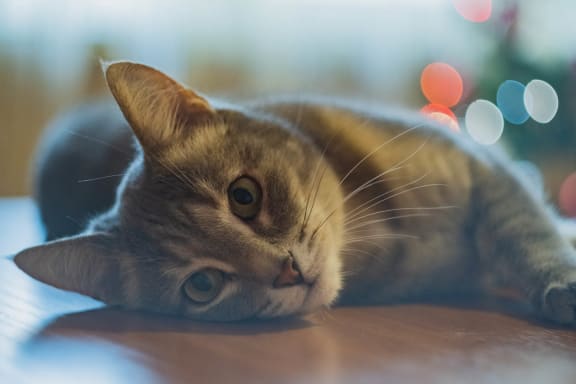 Cat Laying on the Ground at Saw Mill Village Apartments in Columbus OH 43235