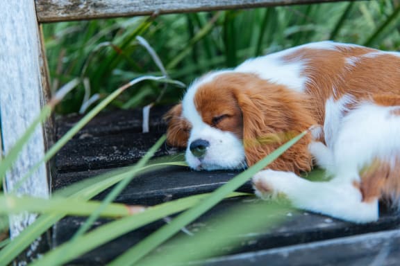 Puppy Resting at Sterling Park Apartments in Grove City 