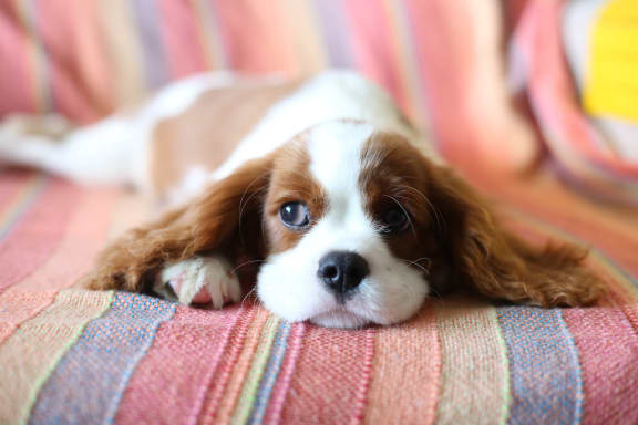 Pet-Friendly Apartments-Avora Apartments