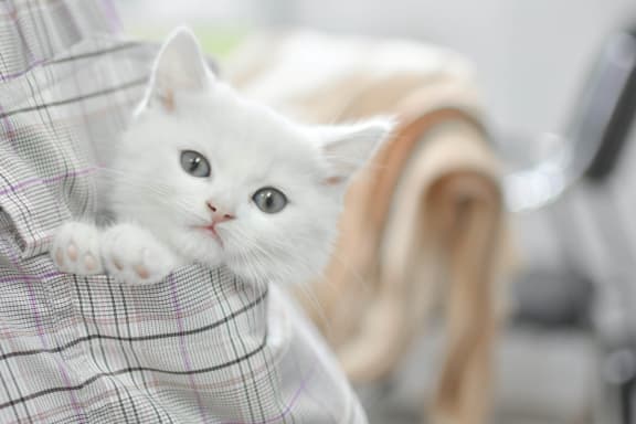white kitten