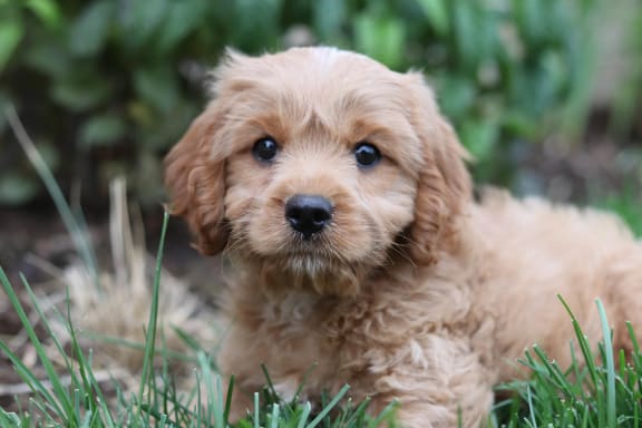brown puppy on green
