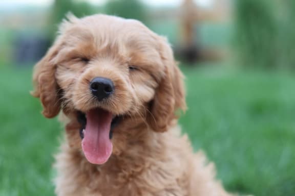 brown puppy with tongue out