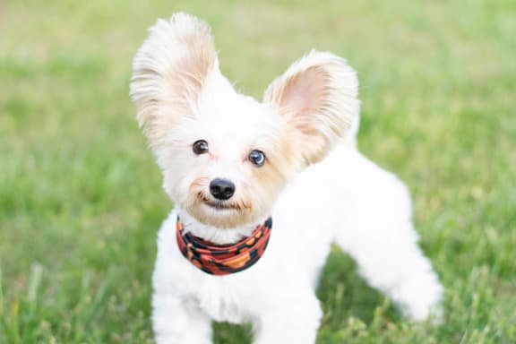 white dog