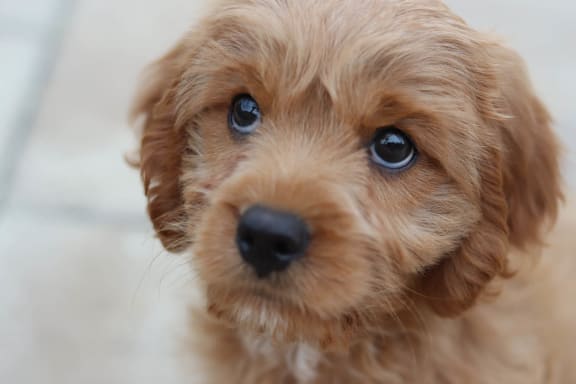 light brown dog