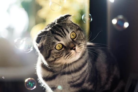 grey cat