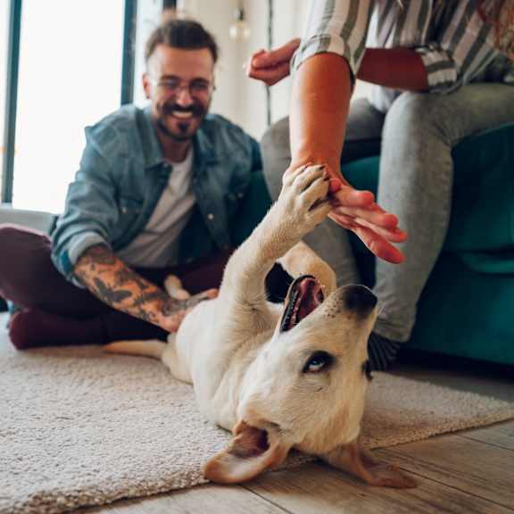 A man and a woman are playing with a dog on a rug.