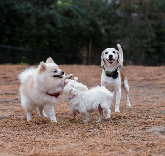 three dogs playing in a field