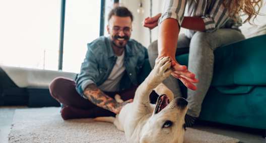 A man and a woman are playing with a dog on a rug.