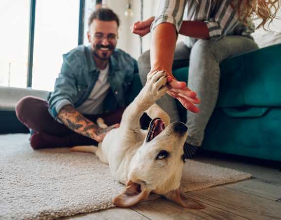A man and a woman are playing with a dog on a rug.