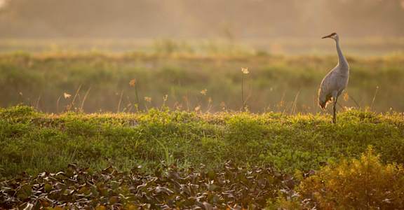 a bird standing in the grass in a field at Sandhill Parkway Townhomes Apartments, East Bethel, Minnesota