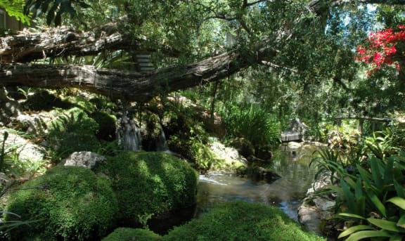 a moss covered tree over a stream in a garden