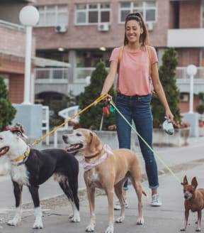 a woman walking three dogs on a leash
