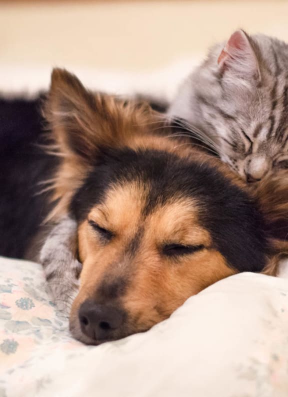 a dog and a cat are sleeping on a bed