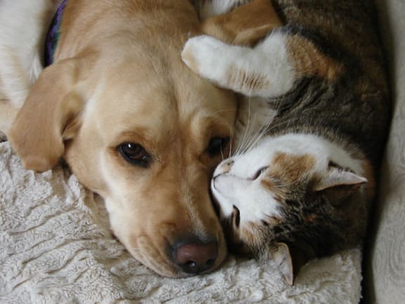 dog and cat cuddling, Cameron Creek Apartments, Galloway, OH 43119