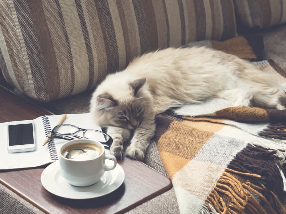 Cozy Cat On Couch & Cup of Coffee With Work Area