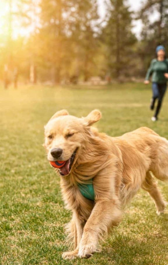 a dog running with a ball in its mouth as a person runs in the background