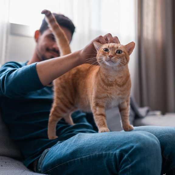 Man playing with cat at Innsbrook Square, Glen Allen, VA