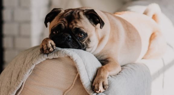 Pug resting on the back of a couch.