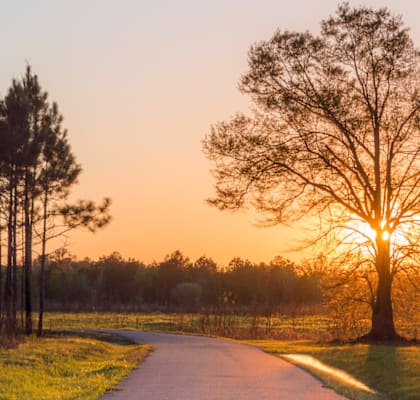 a winding road with trees on the side of it at sunset