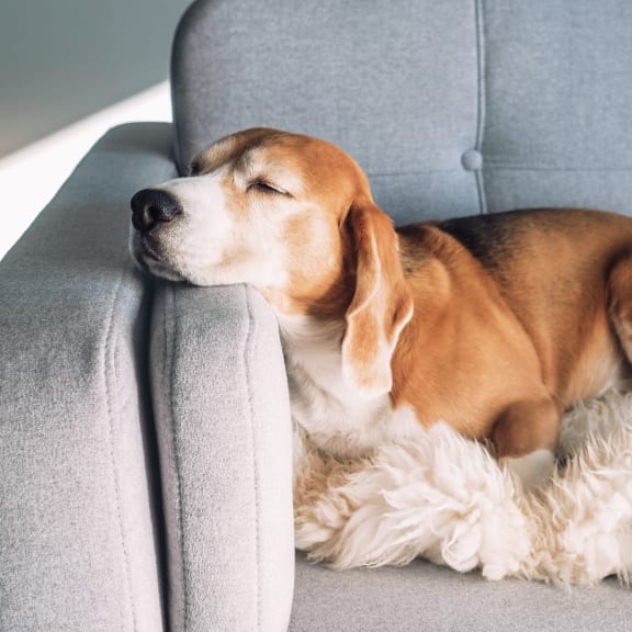 dog sleeping on a couch at The Lakes Apartments, Moses Lake Washington