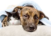 Thumbnail 5 of 10 - Pet Friendly at Arbours at Hester Lake Apartments, Dade City, 33525