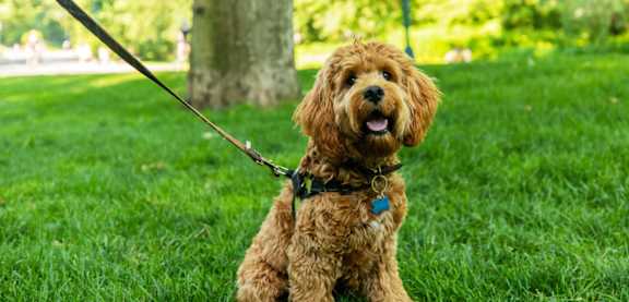 A small brown dog with a blue tag on its collar is sitting on a leash.
